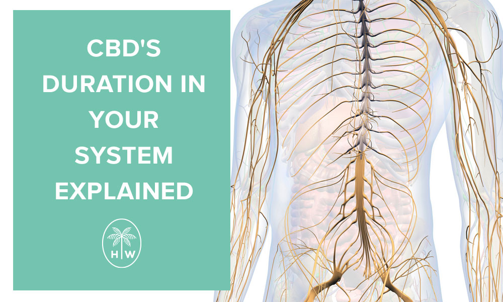 how long does cbd stay in your system