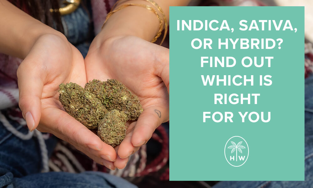 Sativa vs Indica vs Hybrid