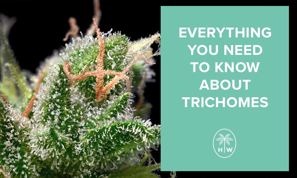 What Are Trichomes? Know Why They Are On Cannabies