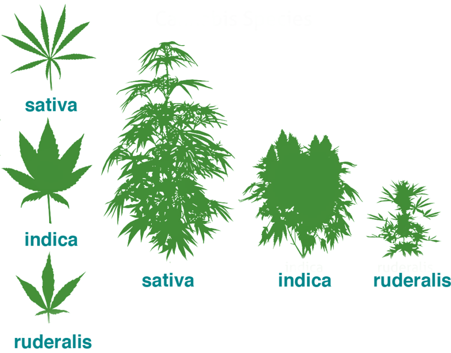 cannabis flower varieties